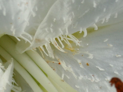 Lilium cv. Casablanca