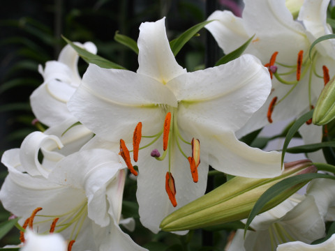 Lilium cv. Casablanca