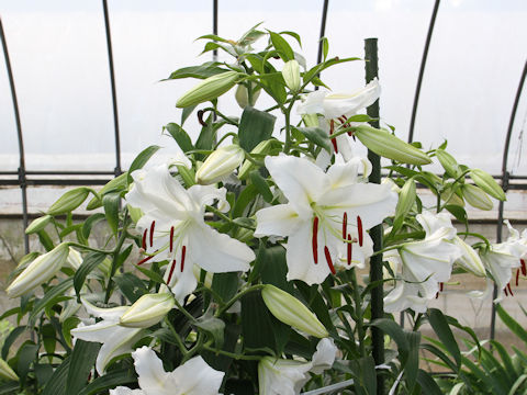 Lilium cv. Casablanca