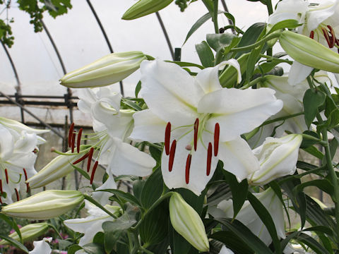 Lilium cv. Casablanca