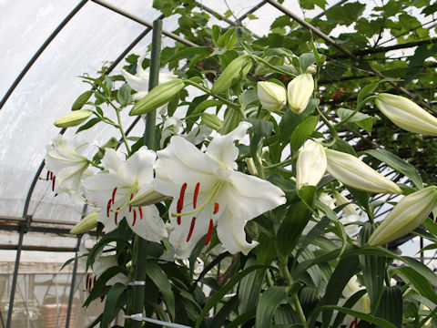 Lilium cv. Casablanca