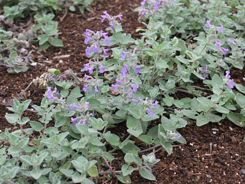 Nepeta x faassenii
