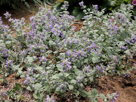 Nepeta x faassenii