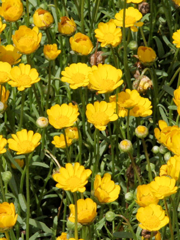 Chrysanthemum multicaule
