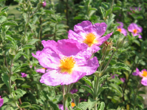 Cistus albidus