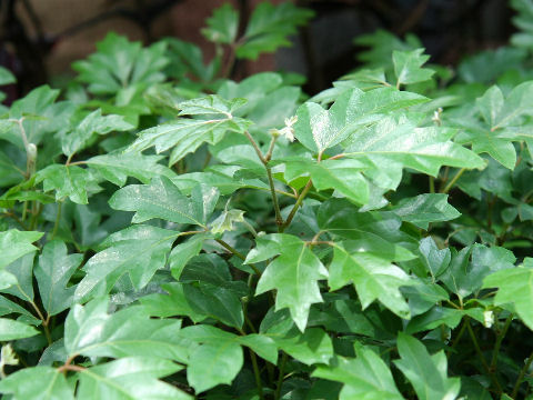 Cissus rhombifolia cv. Ellen Danica