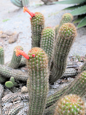 Cleistocactus baumannii