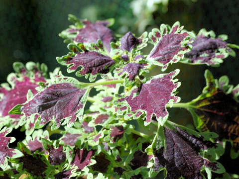 Coleus blumei cv.