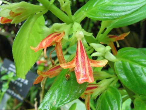 columnea goldfish plant. Columnea euphora x lutea