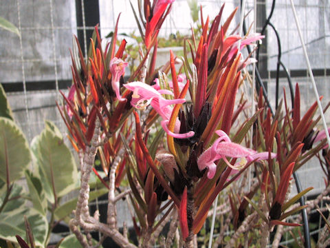 Columnea linearis cv. Purple Robe