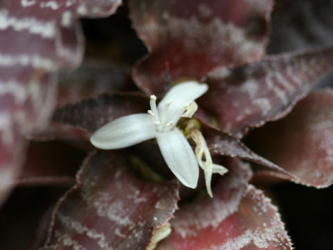 Cryptanthus cv. Feuerzauber