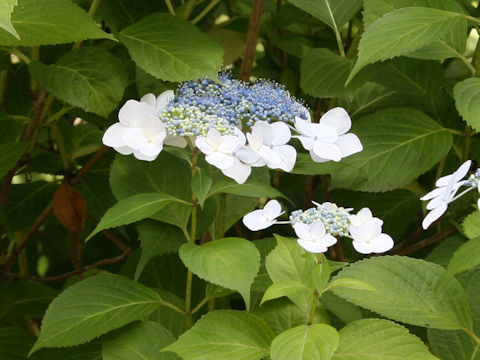 Hydrangea macrophylla f. normalis