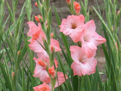 shu(^^) Homepage, グラジオラス (Gladiolus hybridus)