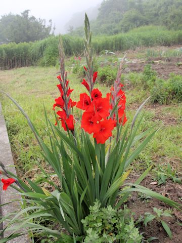 Gladiolus hybridus