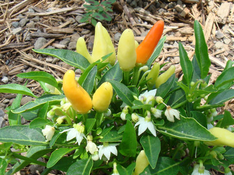 Capsicum annuum cv.