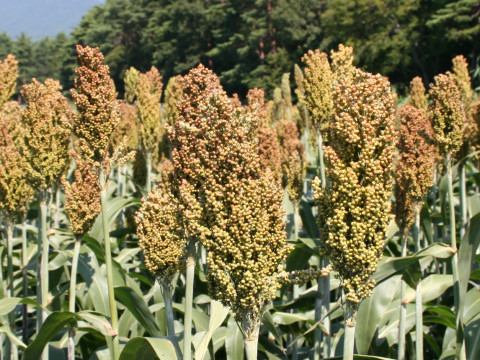 Sorghum bicolor