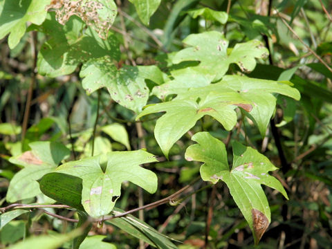 Dioscorea quinqueloba