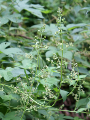 Humulus japonicus