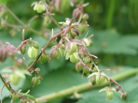 Humulus japonicus