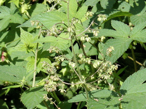 Humulus japonicus