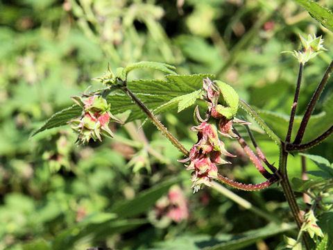 Humulus japonicus