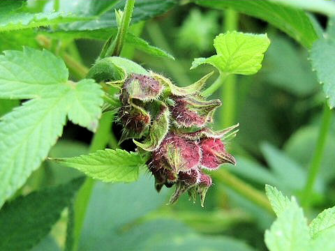 Humulus japonicus