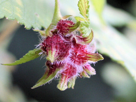 Humulus japonicus