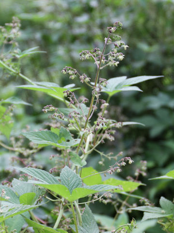 Humulus japonicus