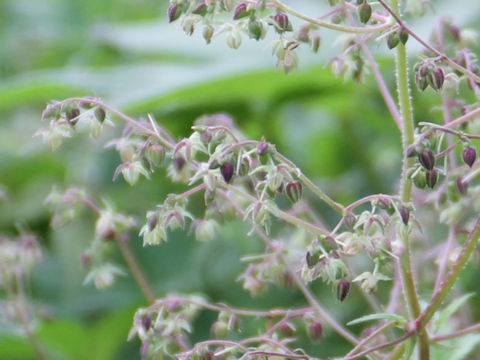 Humulus japonicus