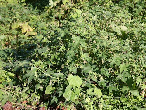 Humulus japonicus