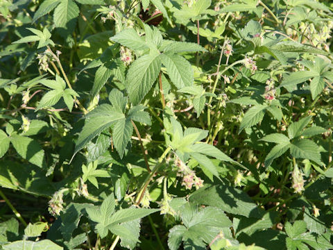 Humulus japonicus