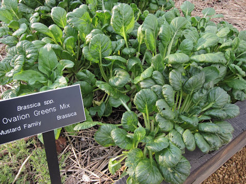 Brassica juncea var. cernua cv. Ovation Green Mix