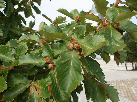 Quercus dentata