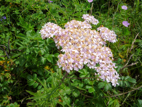 Achillea alpina ssp. japonica