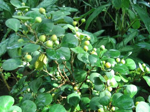 Ficus diversifolia