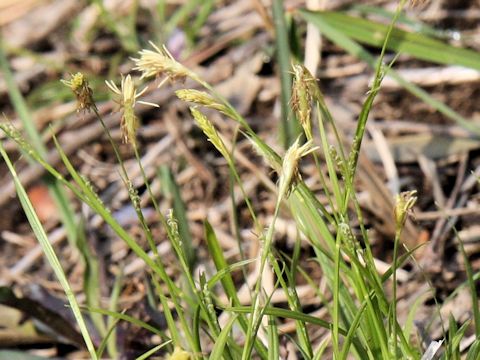 Carex sachalinensis var. iwakiana