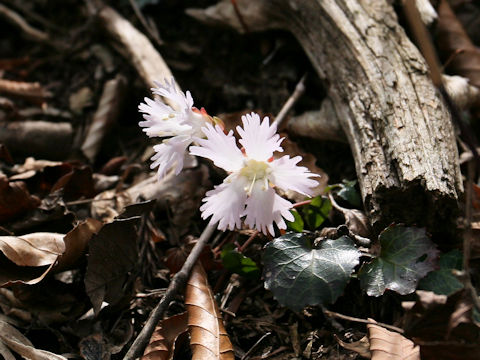 Shortia uniflora var. kantoensis