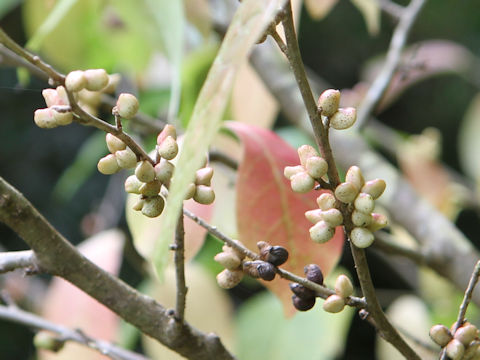 Orixa japonica