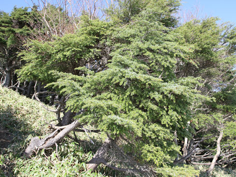 Tsuga diversifolia