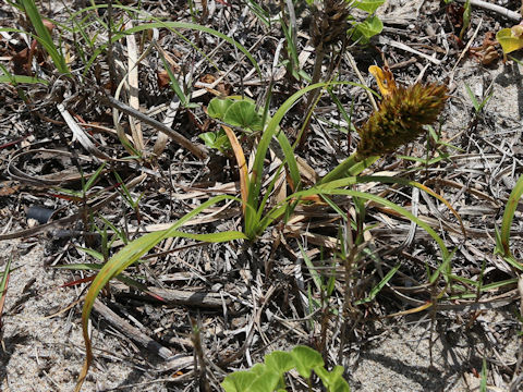Carex kobomugi