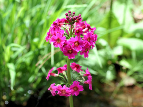 Primula japonica