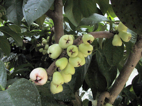 Syzygium malaccense