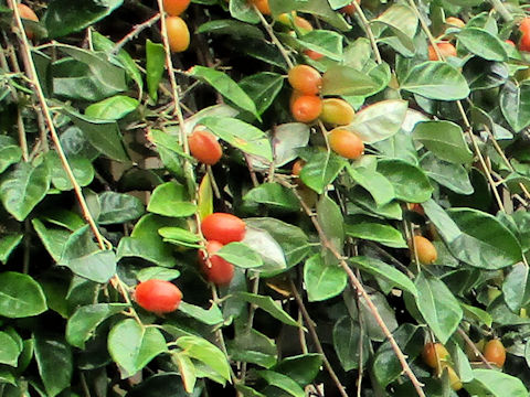 Elaeagnus macrophylla