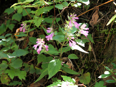 Melampyrum roseum var. japonicum