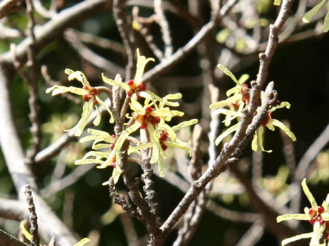 Hamamelis japonica var. obtusata