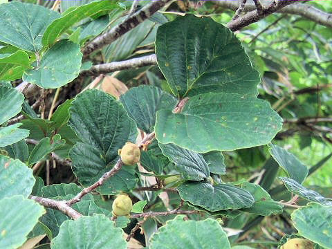 Hamamelis japonica var. obtusata