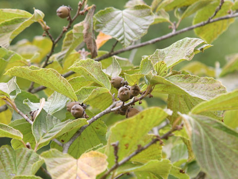 Hamamelis japonica var. obtusata