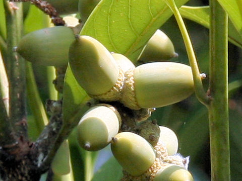 Lithocarpus edulis