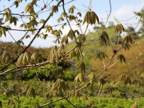 Acer maximowiczianum