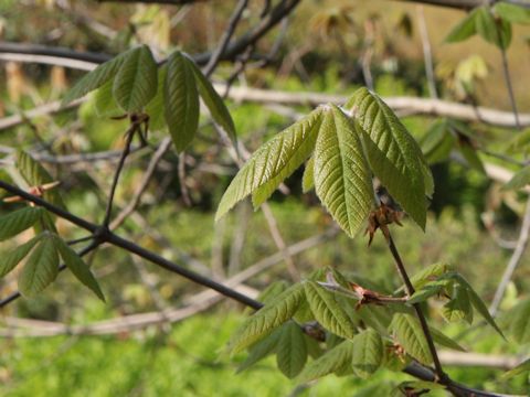 Acer maximowiczianum